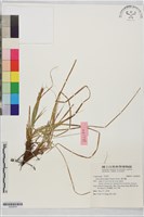 藏品(黃花薹)的圖片