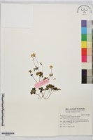 藏品(傅氏唐松草)的圖片