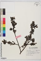 藏品(臺灣山柳、南湖山柳)的圖片