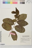 藏品(天料木)的圖片