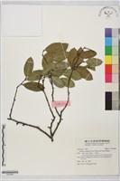 藏品(盤龍木)的圖片