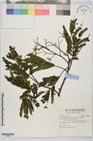 藏品(麻六甲合歡)的圖片