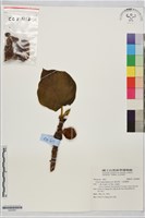 藏品(黃毛榕、大赦婆榕)的圖片