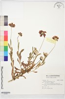 藏品(天人菊)的圖片