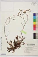 藏品(石蓯蓉)的圖片