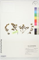 藏品(天蓬草舅)的圖片