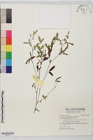 藏品(澎湖大豆)的圖片