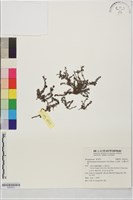 藏品(山豆根、台灣天芹菜)的圖片