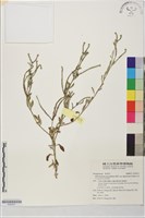 藏品(伏毛天芹菜)的圖片