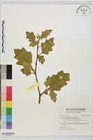 藏品(黃水茄)的圖片