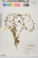 藏品(翼柄煙草)的圖片
