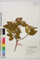 藏品(野牡丹)的圖片
