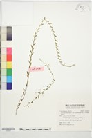 藏品(銀絲草)的圖片