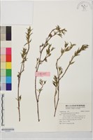 藏品(筆花豆)的圖片