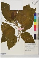 藏品(屏東鐵莧)的圖片