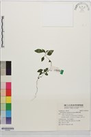 藏品(蘭嵌馬藍)的圖片