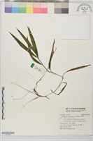 藏品(竹葉草)的圖片