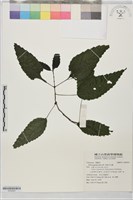 藏品(長柄冷水麻)的圖片