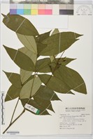 藏品(台灣山豆根)的圖片