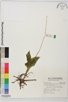 藏品(寶島羊耳蒜、寶島羊耳蘭)的圖片