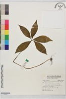 藏品(長行天南星、雷公統)的圖片