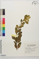 藏品(武靴藤)的圖片