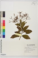 藏品(大青)的圖片