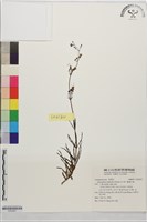 藏品(輪葉沙參)的圖片