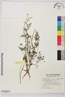 藏品(玉山茴香)的圖片