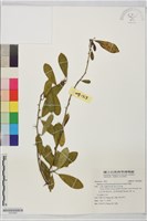 藏品(柘樹)的圖片