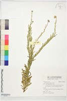 藏品(狗娃花)的圖片