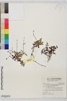 藏品(蕨葉紫花鼠尾草)的圖片