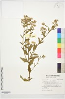 藏品(白頂飛蓬)的圖片