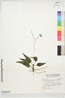 藏品(阿里山鬼督郵)的圖片