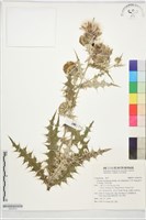 藏品(北村氏薊)的圖片