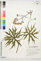 藏品(高山破傘菊)的圖片
