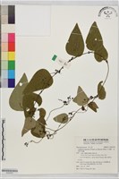 藏品(千金藤、金線吊烏龜)的圖片