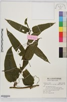 藏品(大武牛尾菜、烏蘇里山馬薯、牛尾菜)的圖片