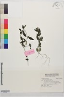 藏品(爵床)的圖片