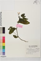 藏品(玉玲花、台灣異葉苣苔)的圖片