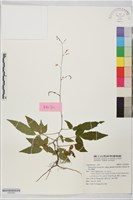 藏品(琉球山螞蝗)的圖片