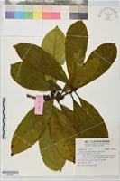 藏品(小西氏灰木)的圖片