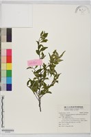 藏品(小葉臺灣灰木)的圖片