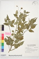 藏品(白花鬼針)的圖片