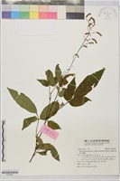 藏品(琉球山螞蝗)的圖片