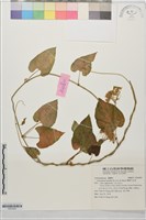 藏品(薄葉牛皮消)的圖片