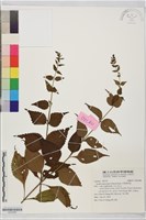 藏品(大萼香茶菜)的圖片