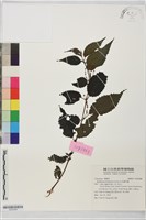 藏品(花蓮苧麻)的圖片