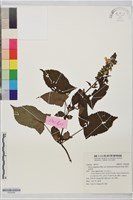 藏品(黃花鼠尾草)的圖片