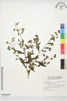 藏品(細川氏天名精)的圖片